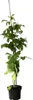 A potted raspberry plant with green leaves and a support stake, isolated on a white background. Produktbild-Vorschau