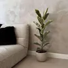 Figowiec sprężysty - Ficus Elastica 'Tineke' - Wysokość Podgląd zdjęcia produktu 5