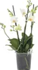 Schmetterlingsorchidee - Phalaenopsis Multiflora - Höhe Produktbild-Vorschau 1