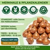 Winterharde, meerjarige tulpenbollen - Mix - 50 bloembollen Productafbeelding-voorbeeld 6