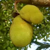 Jackfruit (Artocarpus heterophyllus)  – 2 kusy Náhled obrázku produktu 1