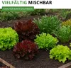 Schnittsalat Verde ricciolina da taglio Samen - Lactuca Produktbild-Vorschau 6