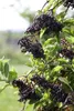 Sambucus nigra, Schwarzer Holunder, 40–60 cm Produktbild-Vorschau 4