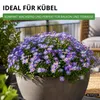 Australisches Gänseblümchen Blausternchen Samen - Produktbild-Vorschau 6