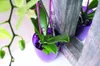 Close-up of a potted orchid plant with green leaves and buds, in a shiny purple pot, next to a rustic wooden structure. Produktbild-Vorschau