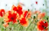 Set di 6 tovagliette lavabili con fiori di papavero estivi Anteprima dell’immagine prodotto 2