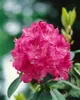 Rhododendron Hybr. 'Dr H. C. Dresselhuys', czerwony, 70-80 Podgląd zdjęcia produktu 3