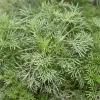 -Kollakraut – Artemisia abrotanum var. maritima – Produktbild-Vorschau 3