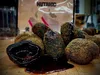 Esca LK Nutrigo Predator 30mm 400ml Anteprima dell’immagine prodotto 13