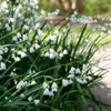 Nivéole d'été - Set de 20 - Leucojum aestivum - Bulbes à Voir les images du produit 6
