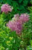 Allium christophii, Sternkugel-Lauch, silbrig-violett, ca. Produktbild-Vorschau 3