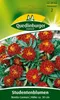 Studentenblume, Bonita Carmen Produktbild-Vorschau 3