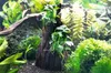 Wurzel mit Speerblatt - Anubias spp. Hills ca. 14 x 8 x 24 Produktbild-Vorschau 3