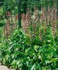 Acanthus hungaricus, Bärenklau, ca. 9x9 cm Topf, dekorativ Produktbild-Vorschau 6