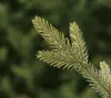 A close-up of a green fir tree branch with needles. Voir les images du produit