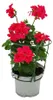 Geranien hängend - Pelargonium peltatum - 12cm Topf - Set Produktbild-Vorschau 2