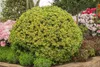 Ilex crenata 'Golden Gem', Japanische Stechpalme, goldgelb, Produktbild-Vorschau 2