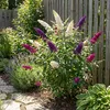 x1 Buddleja davidii 'Tricolor' P17 H40 Produktbild-Vorschau 3