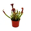 Pianta tubolare - Sarracenia "Judith" - Pianta carnivora - Anteprima dell’immagine prodotto 2