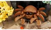 LEGO ICONS 10366 Tropisches Aquarium Produktbild-Vorschau 10