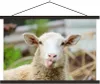 MuchoWow® Textilposter Schafe - Tiere - Wolle 60x40 cm mit Produktbild-Vorschau 1
