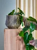 A plant in a decorative pot on a wooden stand, with a person's hands tending to the plant. Produktbild-Vorschau