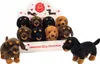 A display of multiple plush dachshund toys in a cardboard stand, with two toys in the foreground. Produktbild-Vorschau