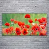 Glasbilder 120x60 Wandbild Druck auf Glas Mohnblumen Produktbild-Vorschau 2
