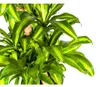 Dračí strom - Dracaena fragrans massangeana - Karussel - Náhľad obrázku produktu 4