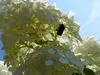 Hortensie Rispenhortensie Stamm 150 - 180 cm Candlelight Produktbild-Vorschau 5