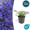 Skalníková trvalka - Zvonek - Campanula poscharskyana Náhled obrázku produktu 1