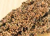 Getzoo Sorghum weiß - getrocknet (Bund) Produktbild-Vorschau 1