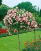 Bodendeckerrose The Fairy C 15- 20 Produktbild-Vorschau 12