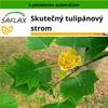 SAFLAX - Skutečný tulipánový strom - Liriodendron Náhled obrázku produktu 11