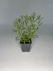 1 Stück, Topf 9cm, Bodendecker Lavendula angustifolia Produktbild-Vorschau 2