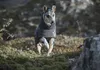 Hurtta Extrem Warmer, Hund, Jacke, Grau, Winter, 500 mm, 54 Produktbild-Vorschau 2