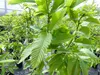 Esskastanie Castanea sativa 180 cm  Kastanie Kastanienbaum Produktbild-Vorschau 5