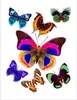 AG Design Wandstickers Schöne bunte Schmetterlinge, 65 x 85 Produktbild-Vorschau 1