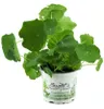 Enseleits Kapuzinerkresse,Tropaeolum majus,frische Kresse Produktbild-Vorschau 1