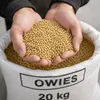 Owies paszowy 20 kg – pasza dla koni, bydła, owiec, kóz i Podgląd zdjęcia produktu 2