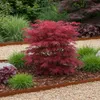 Acer palmatum "Skeeters Broom" - acero giapponese a foglia Anteprima dell’immagine prodotto 3