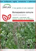 SAFLAX Set regalo - Borsapastore comune - 1000 semi - Anteprima dell’immagine prodotto 1