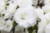 Rhododendron obtusum 'Schneeperle', weiß, 15–20 cm Produktbild-Vorschau 5