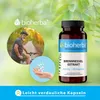 Bioherba Brennnessel Extrakt 250 mg 100 Kapseln Produktbild-Vorschau 7