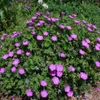 Stauden Gänge 3 x Geranium sanguineum 'Max Frei' - Blut Produktbild-Vorschau 7