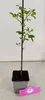 A small potted plant with green leaves and a black support stake, placed on a light gray surface against a white background. A pink tag with a logo is in the foreground. Anteprima dell’immagine prodotto