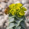 3 x Euphorbia myrsinites (Walzen Wolfsmilch)  - Stauden Produktbild-Vorschau 7
