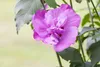 Hibiscus syriacus 'Purple Ruffles', Gartenhibiskus, lila, Produktbild-Vorschau 1