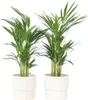 Goldfruchtpalme - 2 Stk - Dypsis lutescens - Höhe 60-70cm - Produktbild-Vorschau 7