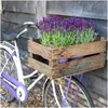 Plants by Frank | 3 Französische Lavendel Pflanzen im Produktbild-Vorschau 2